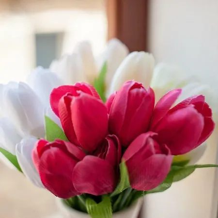 Aligator Apartment Primosten