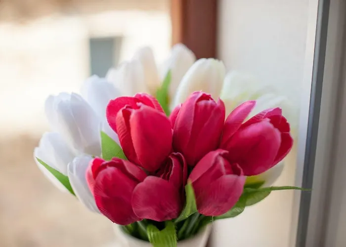 Aligator Apartman Primosten